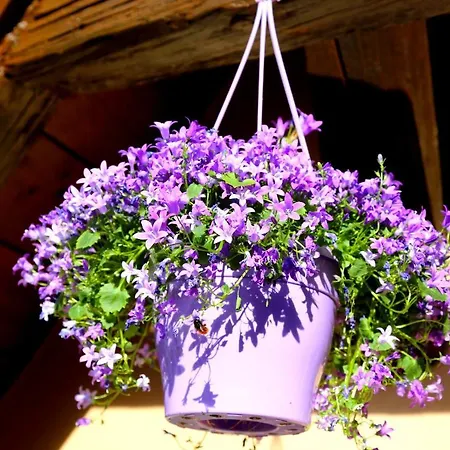Grand Duplex - Les Hydrangeas Ribeauvillé