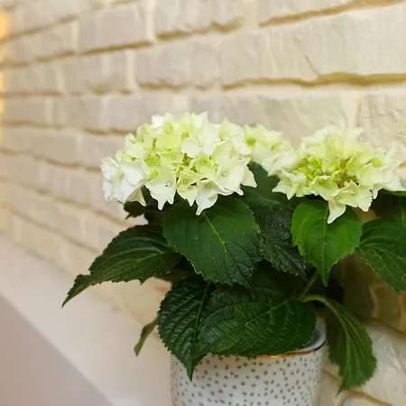 Grand Duplex - Les Hydrangeas * Ribeauvillé